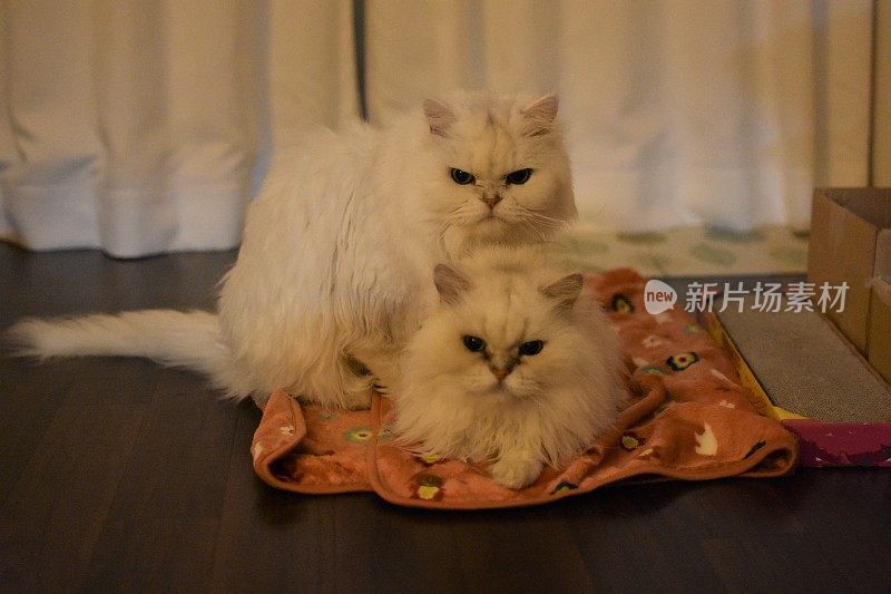 两只白猫