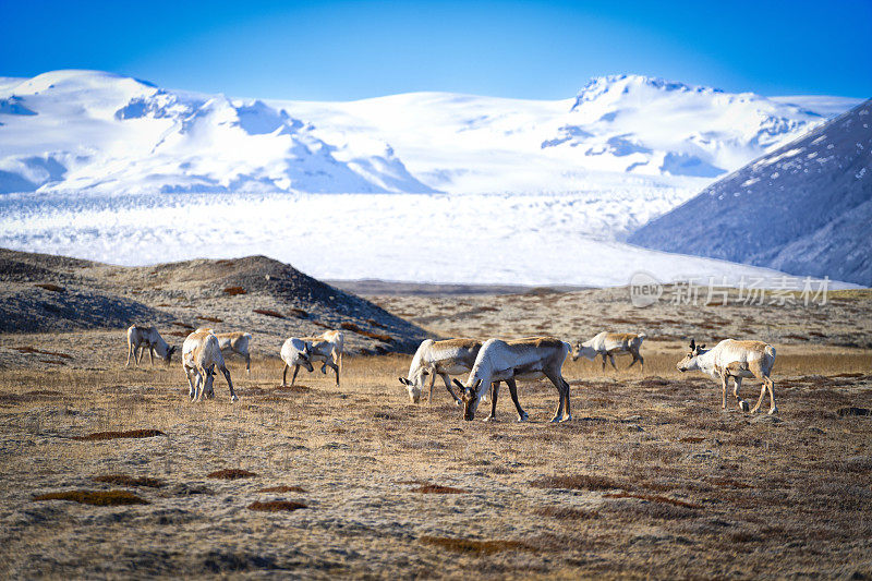 驯鹿在冰岛的春天，Vatnajökull冰川在背景。