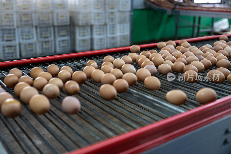智能农用鸡蛋自动分拣传送带