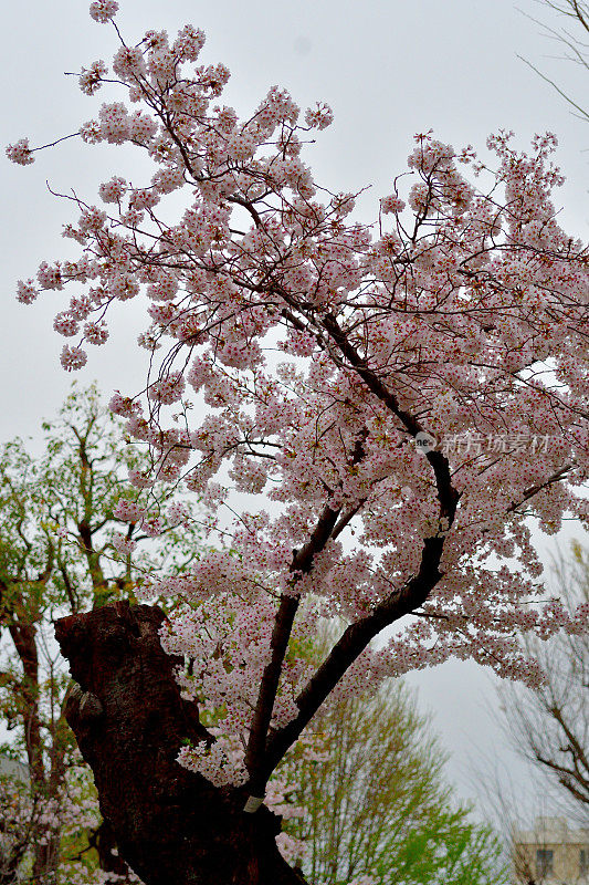 东京住宅区樱花盛开