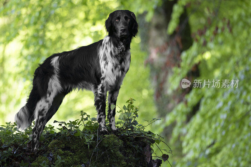 德国大型Münsterländer猎犬