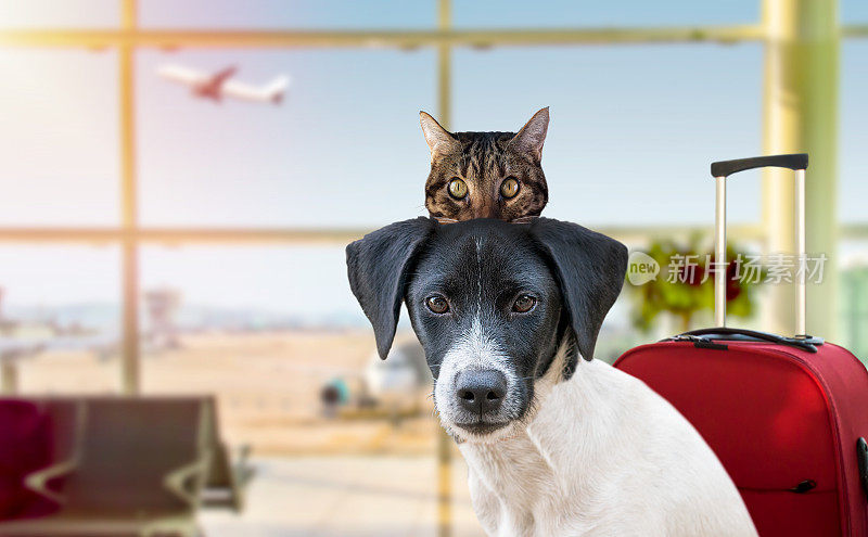 狗和猫准备去度假，办理登机手续