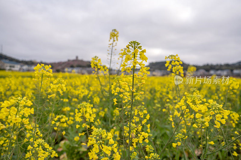 金色的油菜花在春天盛开