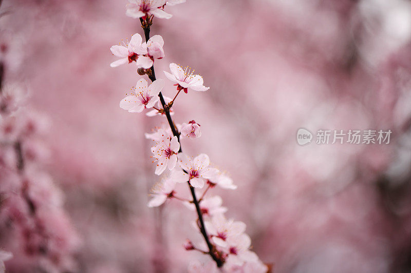 春粉花开