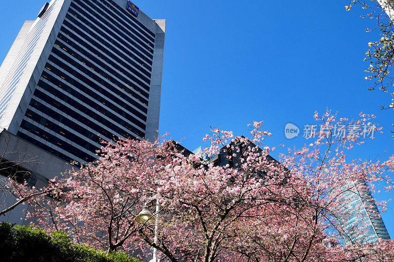 Burrard站美丽的树木在春天开花，四月附近的摩天大楼和轻轨站白玉兰樱花日本樱花白红花吞没蓝天无云市中心的景色