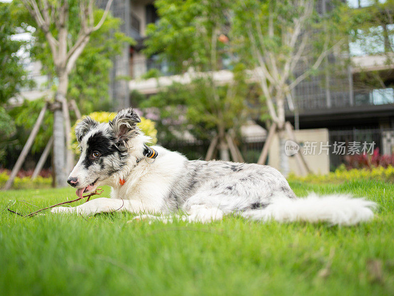 在绿草地上休息的牧羊犬