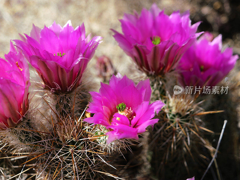 桶形仙人掌花