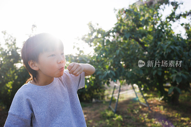亚洲男孩在樱桃园吃樱桃