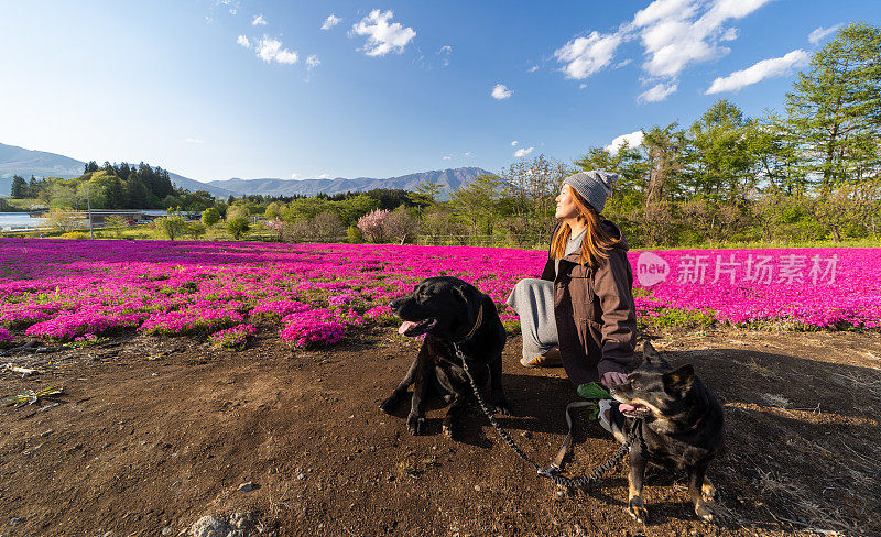 一位妇女带着她的狗停下来欣赏一大片粉红色的花