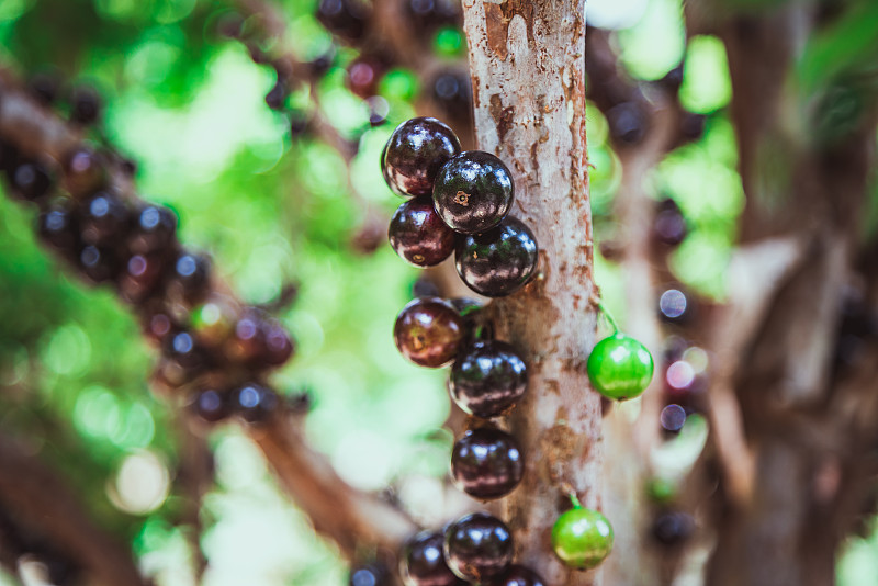 Jabuticaba