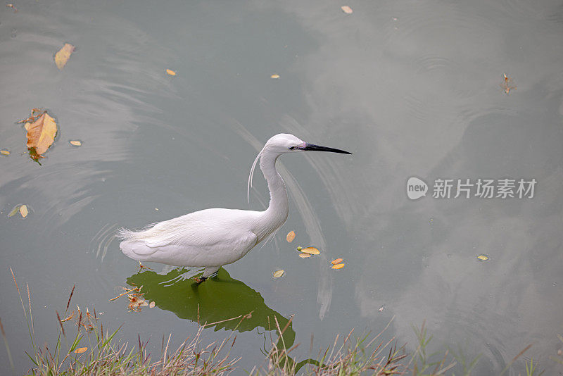 小白鹭，白鹭，站在湖边