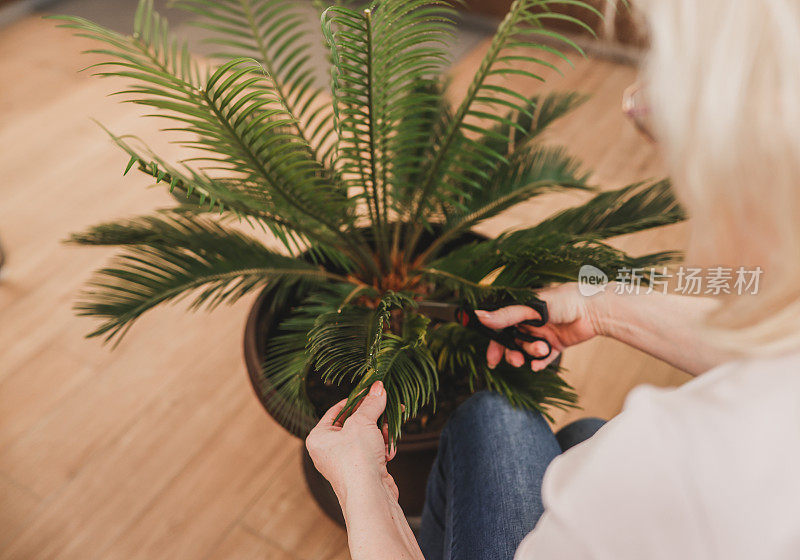 家中种植绿色植物的老年妇女