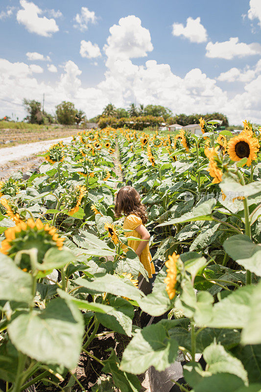 一个4岁的古巴裔美国女孩，棕色的卷发和棕色的眼睛，穿着黄色的裙子和深绿色的雨靴，在南佛罗里达的阳光下，蓝色的天空和蓬松的白云的正午，一片充满活力的黄色向日葵