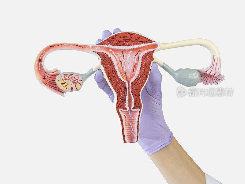 妇科医生正在展示一个卵巢模型