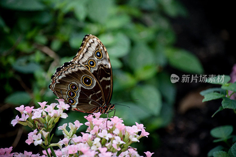 雄伟的图案:棕色蝴蝶与醒目的翅膀圈在一个花帆布