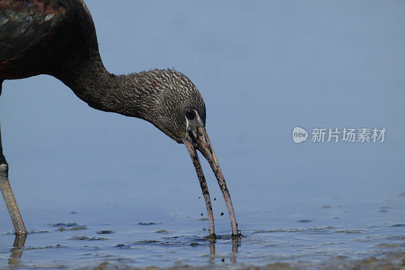 有光泽的朱鹭在沼泽里觅食