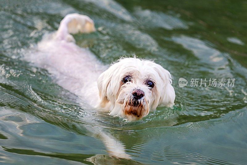 小白狗在海里游泳