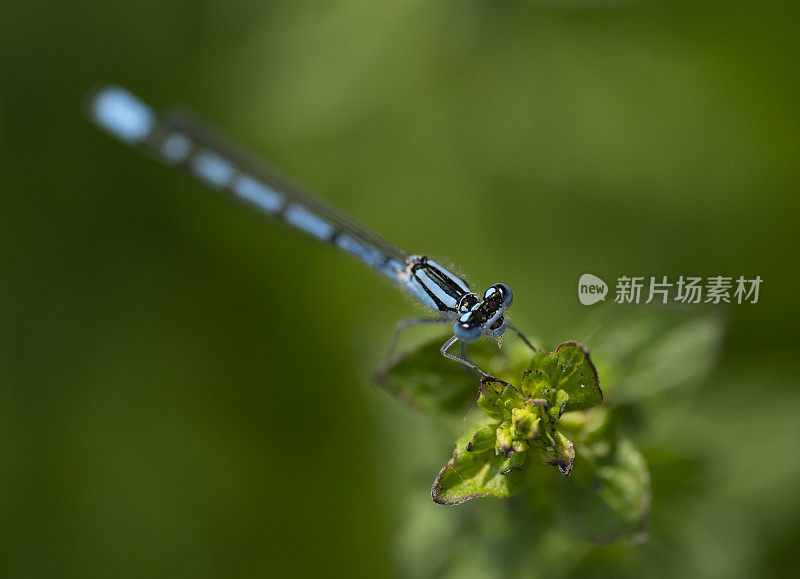 绿色背景下的野草