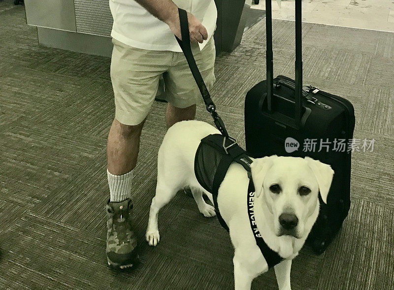 一名男子带着服务犬在机场