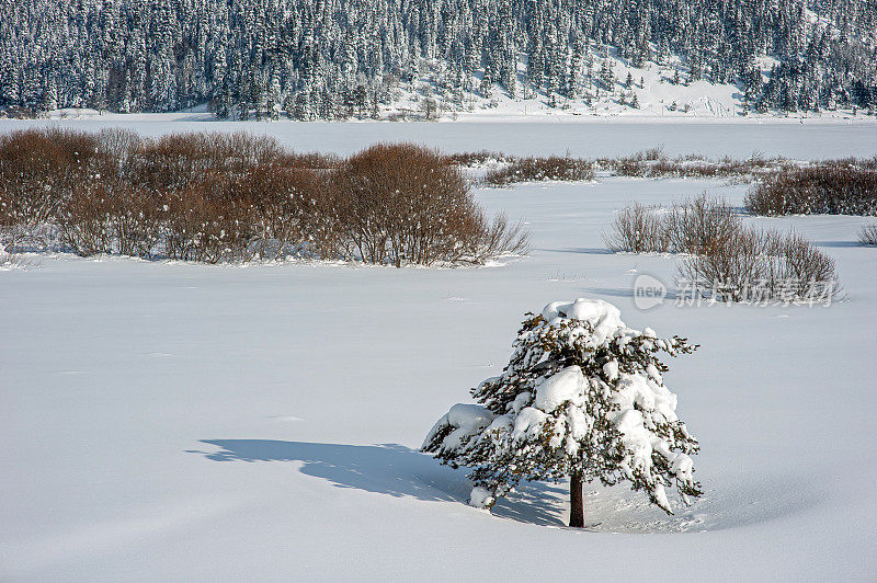 阿班特的冰湖和雪冷杉树