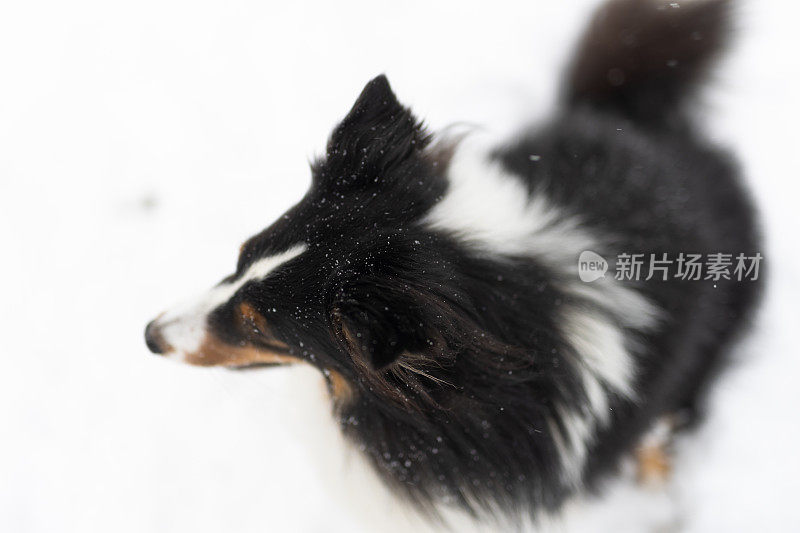 设得兰牧羊犬在雪地里玩耍