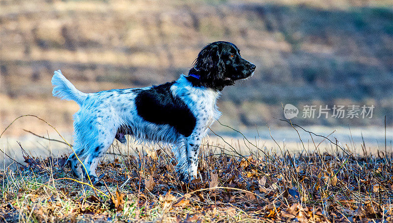 野外繁殖的英国可卡犬