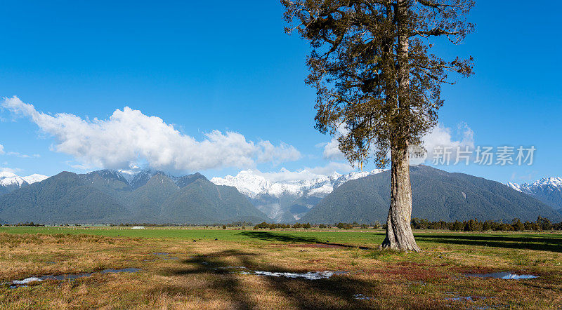 Kahikatea树和南阿尔卑斯山