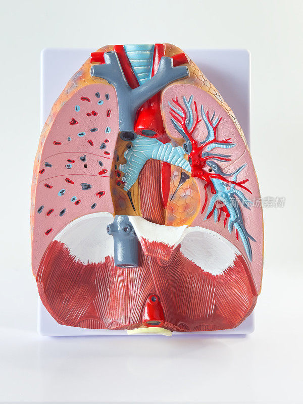 人体肺模型