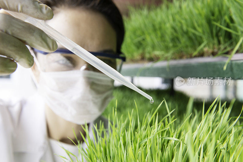 Wheatgrass的植物学家