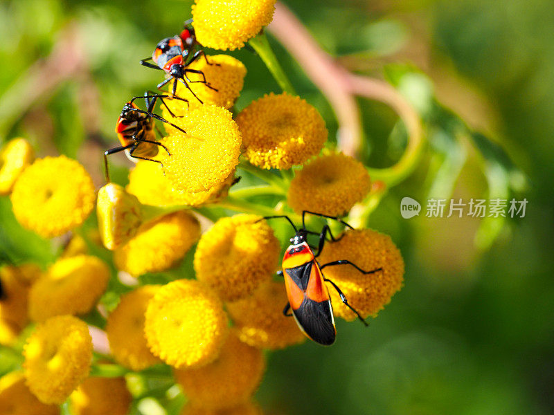 黄色三色堇花上的小丑甲虫