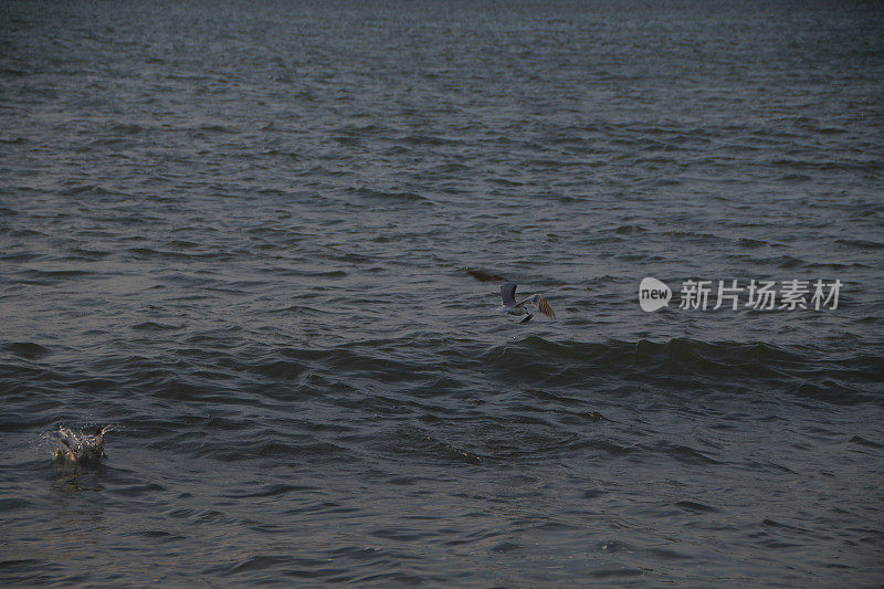 海鸥在波涛的怒吼中低飞