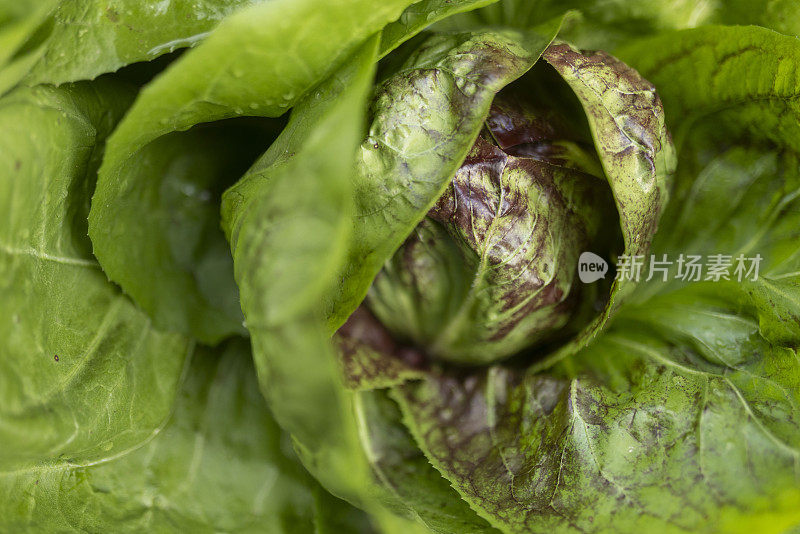 卷心菜的新鲜叶子，特写