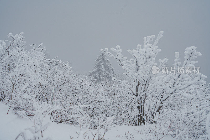 山中硬霜冰(雪晶)