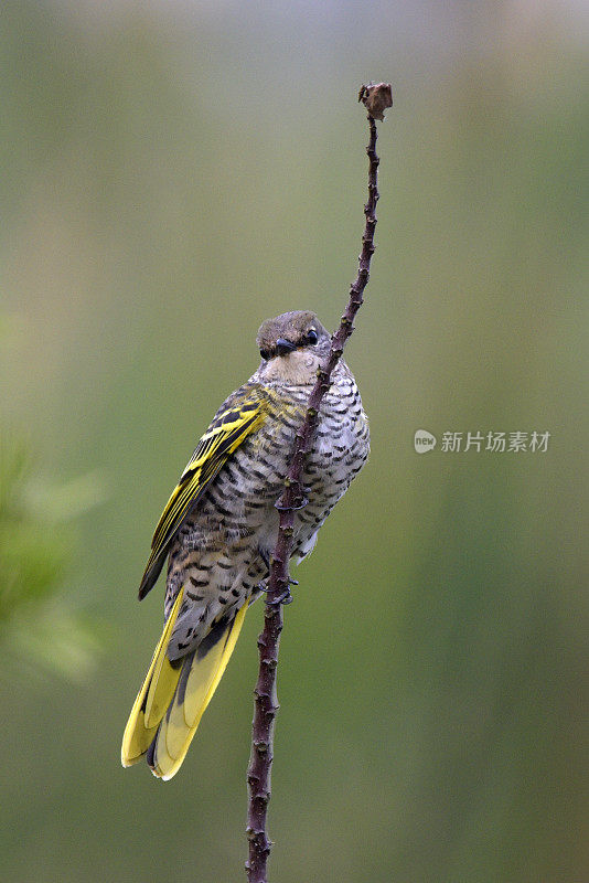 黑色Cuckooshrike