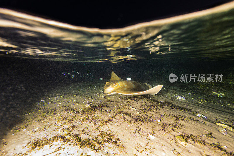 夜游在浅滩上的鹰鳐