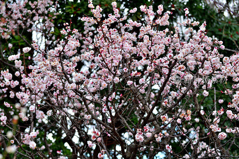 东京，日本公园里盛开的梅花