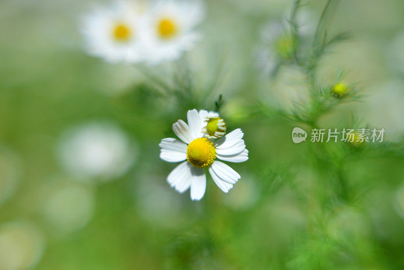 菊花菊花(洋甘菊)花