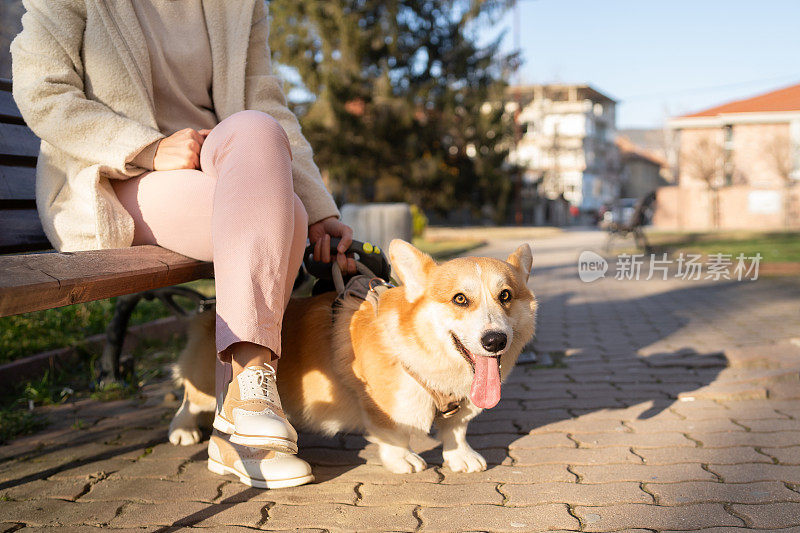 一名妇女带着她的柯基犬散步时休息