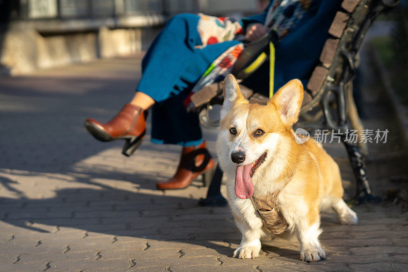 一只韦尔奇柯基犬和它的女主人在公园里散步