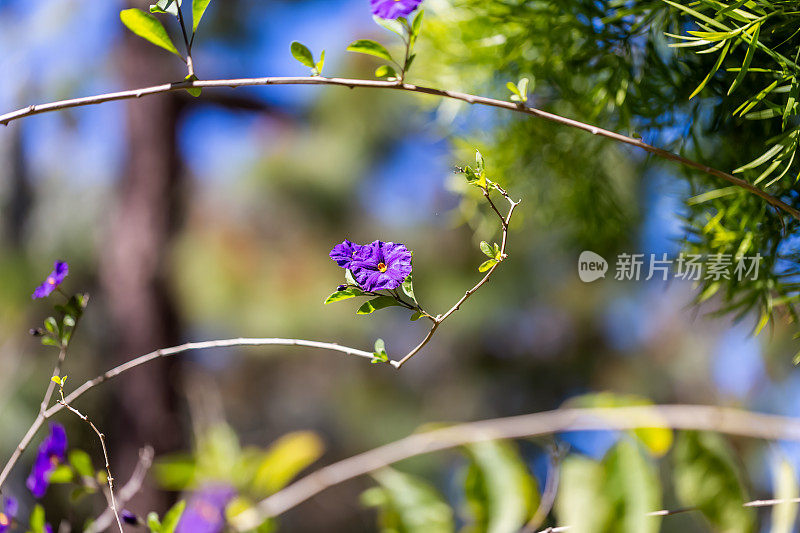 水仙花特写