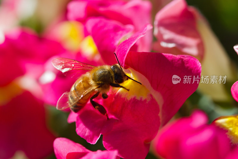 金鱼草上的蜜蜂