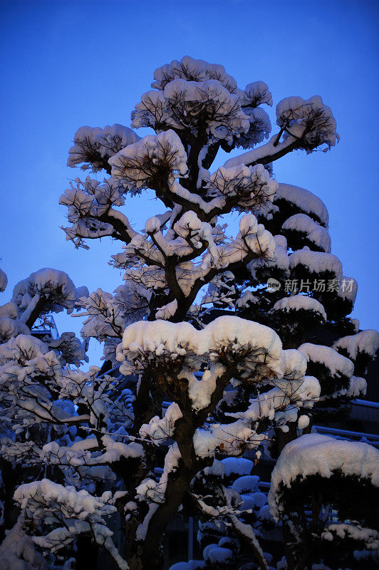 冬天的盆景