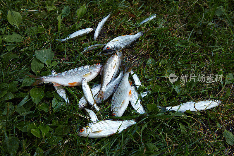 一堆刚钓到的鱼躺在草地上