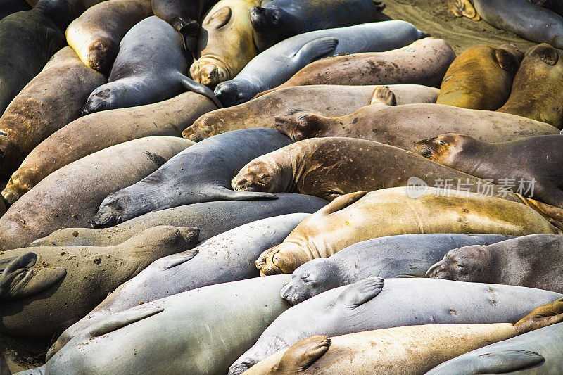 一群在海滩上休息的海豹