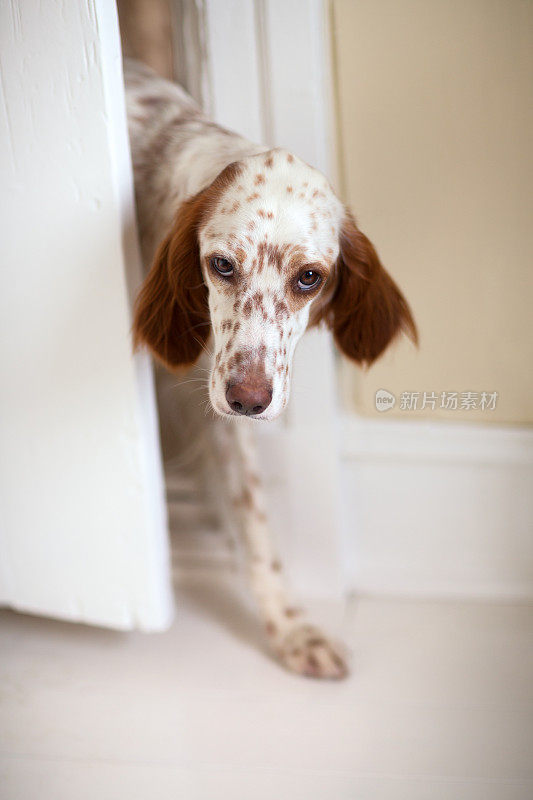 挪威，英国塞特犬从门缝里偷偷溜出来