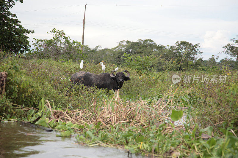 巴西亚马逊丛林河，白鹭栖息在水牛上