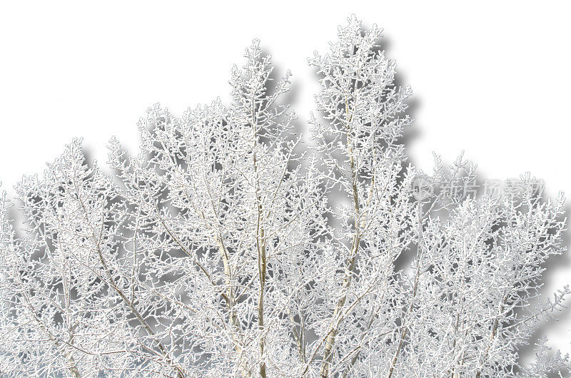 树上霜雪密布，树影斑驳，背景白茫茫