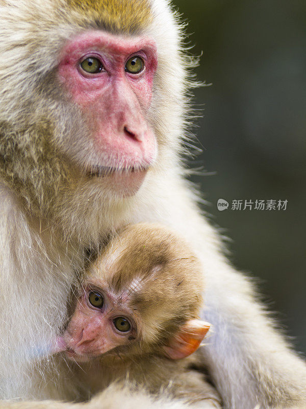 妈妈和宝宝雪猴的肖像