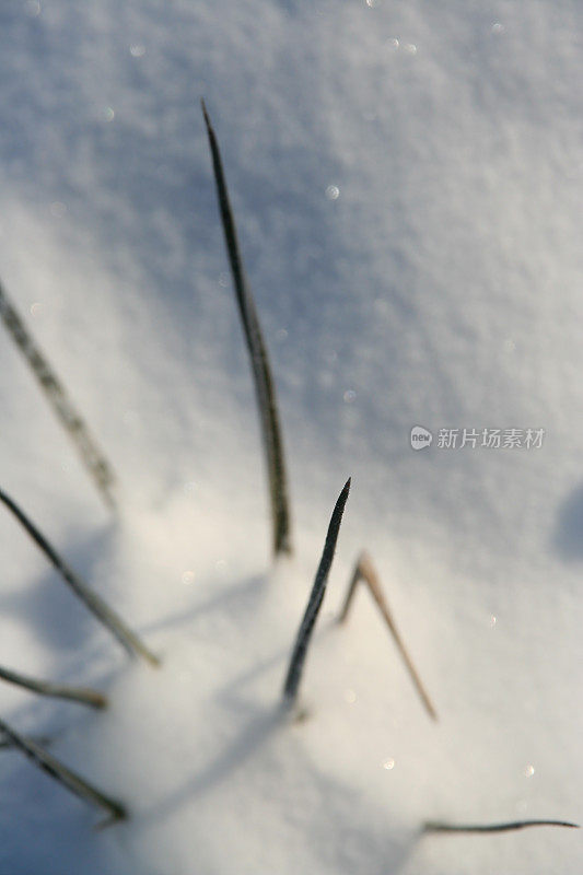 仙人掌的刺被雪覆盖