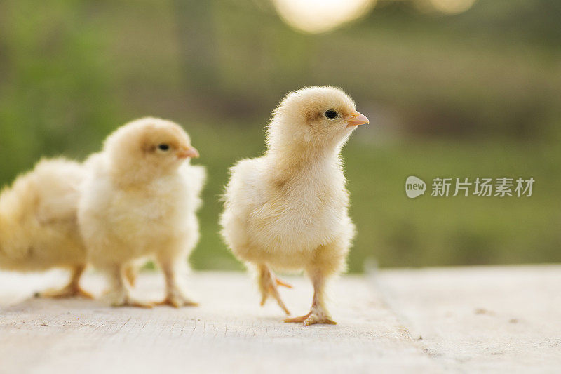 牛子，小矮脚鸡